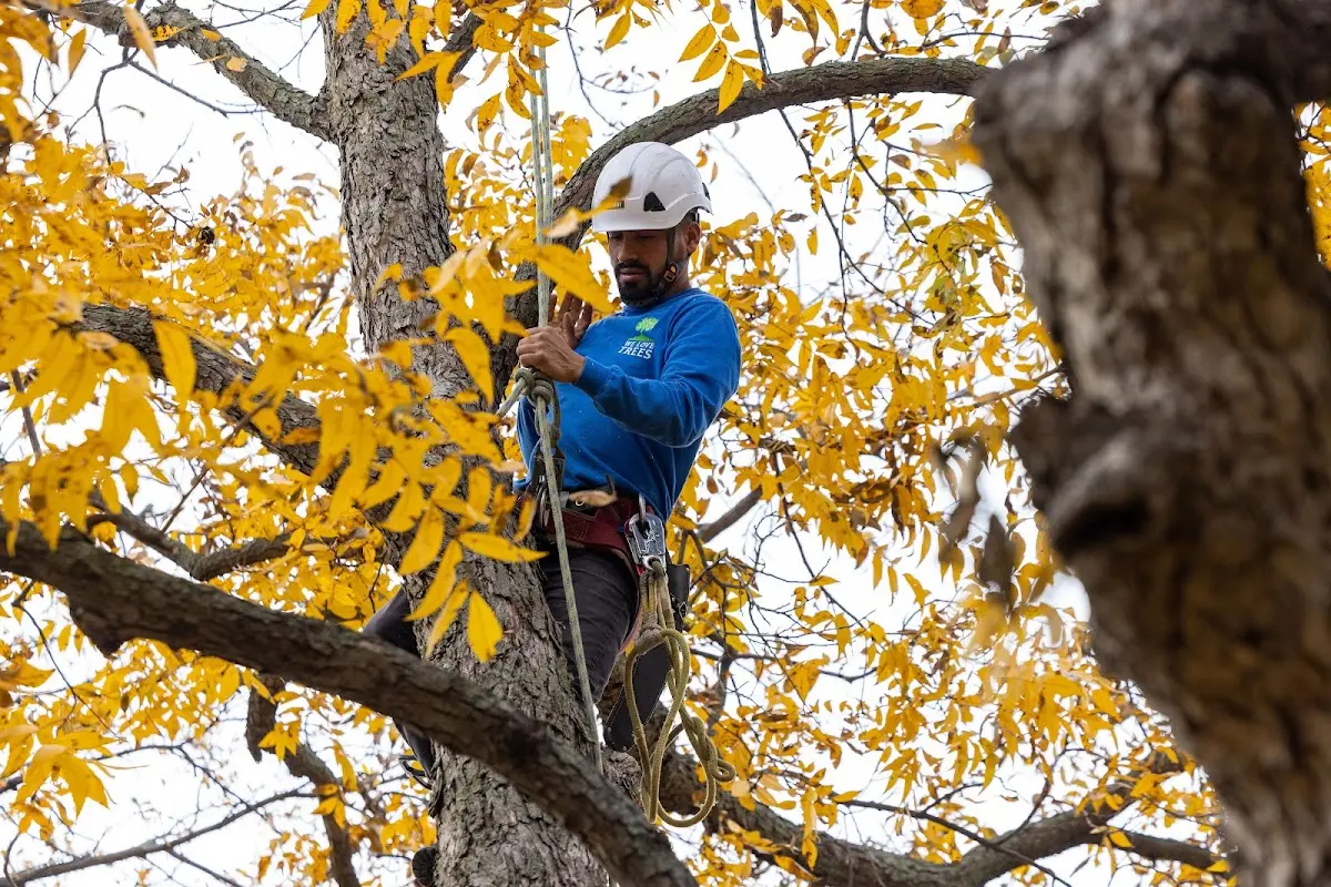 Skilled Tree Pruning crew working in Hortonville